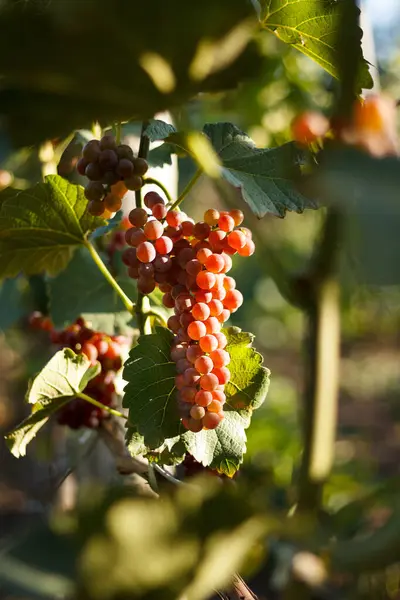 Uva Vid Uva Con Hojas Verdes Viñedo — Foto de Stock