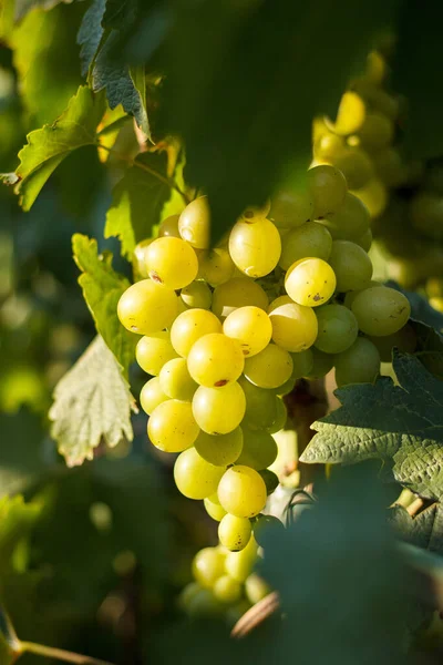 Uva Vid Uva Con Hojas Verdes Viñedo — Foto de Stock