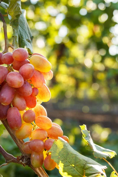 Uva Vid Uva Con Hojas Verdes Viñedo — Foto de Stock