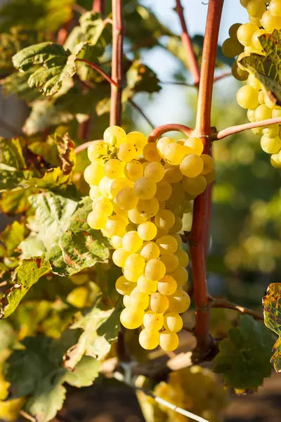 Uva Vid Uva Con Hojas Verdes Viñedo — Foto de Stock