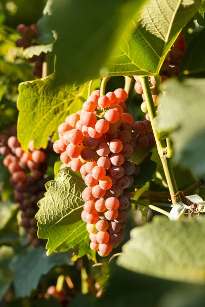 Raisin Sur Vigne Aux Feuilles Vertes Dans Vignoble — Photo