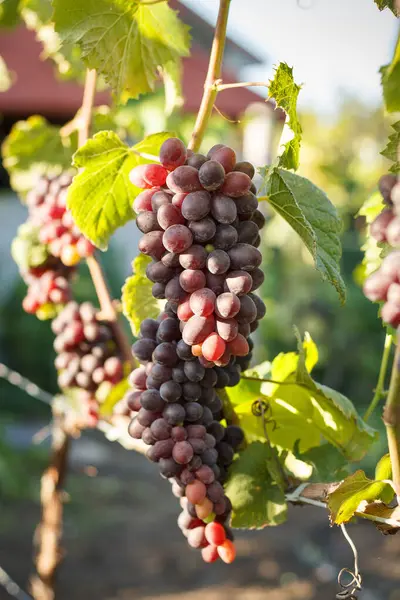 Uva Vid Uva Con Hojas Verdes Viñedo — Foto de Stock