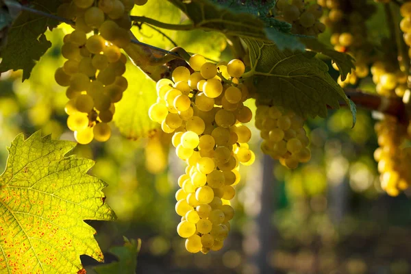 Raisin Sur Vigne Aux Feuilles Vertes Dans Vignoble — Photo