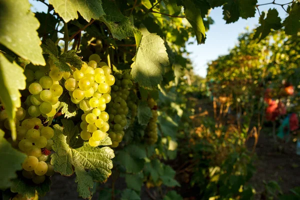 Uva Vid Uva Con Hojas Verdes Viñedo — Foto de Stock