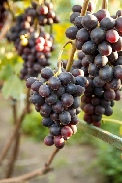 Uva Vid Uva Con Hojas Verdes Viñedo — Foto de Stock