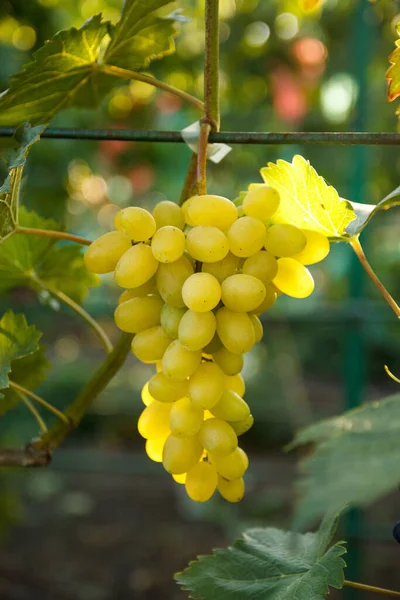 Raisin Sur Vigne Aux Feuilles Vertes Dans Vignoble — Photo