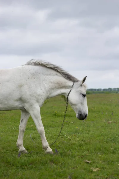 Biały Koń Wypasa Się Zielonej Łące — Zdjęcie stockowe