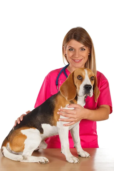 Veterineri, randevu — Stok fotoğraf