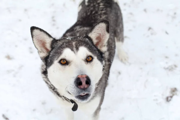 Söt hund porträtt — Stockfoto