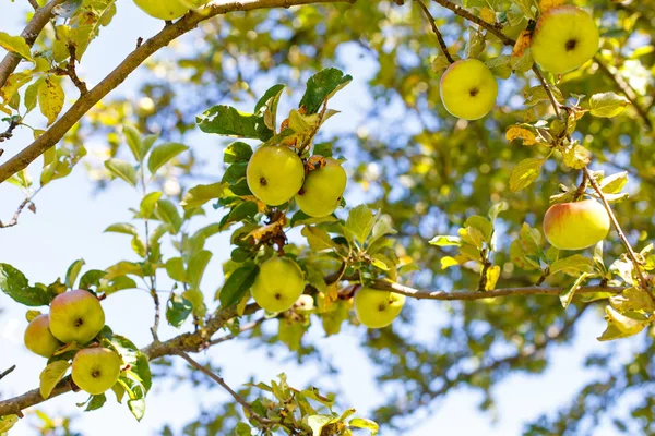 A macieira — Fotografia de Stock