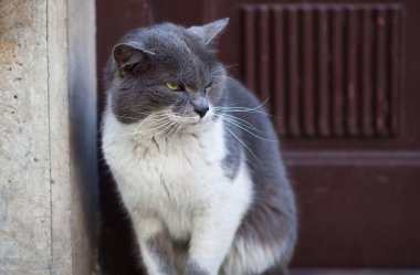 Kedi etrafa bakıyor.