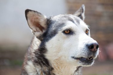 Gün ışığında poz cur köpek