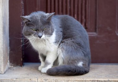 Kedi etrafa bakıyor.