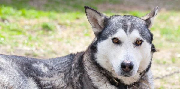 Chien de fourrure refroidissant au soleil — Photo