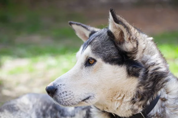 Cur cão ao ar livre — Fotografia de Stock