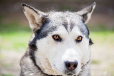 Gün ışığında poz cur köpek