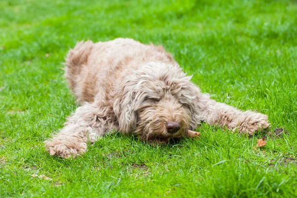 Pantouflard Chien Manger Un Savoureux Os Dehors Dans Lherbe