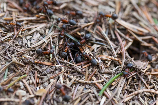 Pracovní kolonie mravenců — Stock fotografie