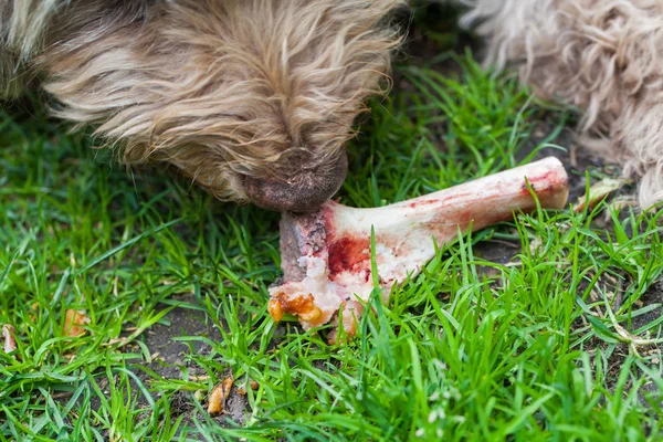 Domesticado perro comer un sabroso hueso al aire libre — Foto de Stock