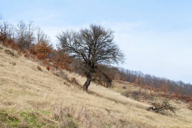 Kuru ağaçlar ve Transilvania gökyüzünde