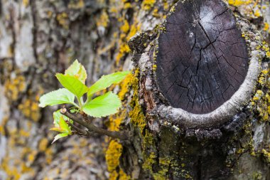 Bir ağaçta açık moss