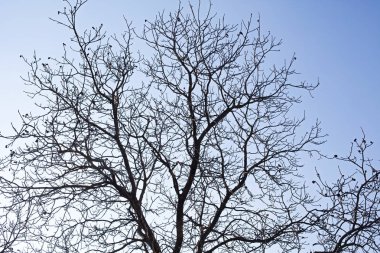 Kuru ağaçlar ve Transilvania gökyüzünde