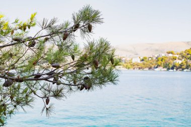 Dalmaçya kıyıları, Trogir, Hırvatistan