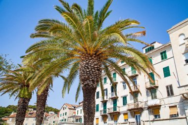 Palmiye ağaçları Split, Hırvatistan