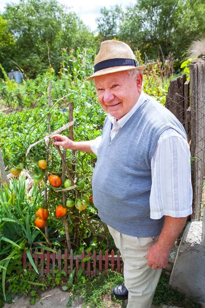 Happy farmer proud of his tomato cultivation — Stock Photo, Image