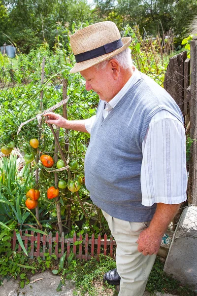 Happy farmer proud of his tomato cultivation — Stock Photo, Image