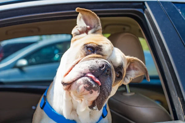 stock image French bulldog in the car