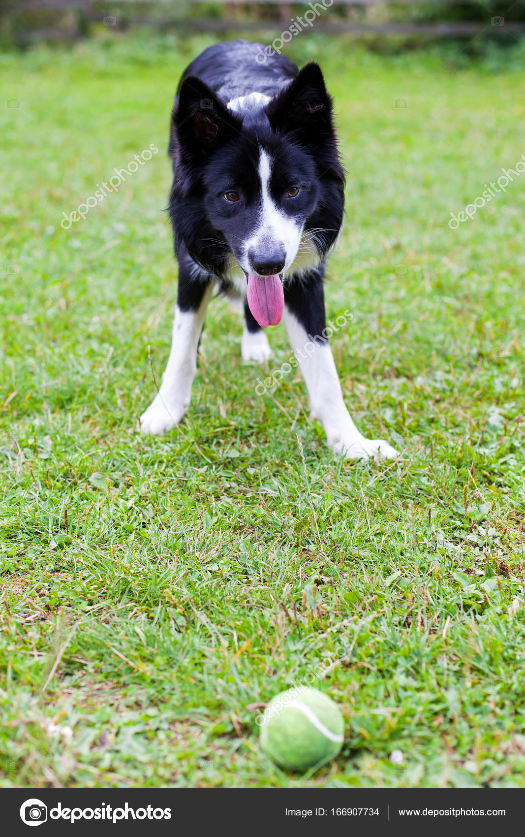 élevage Race De Chien Border Collie Photographie