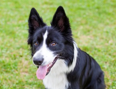 Kenar kömür ocağı hayvan sürüsü köpek doğurmak