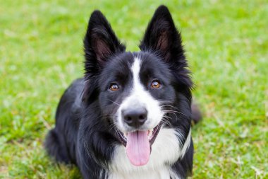 Kenar kömür ocağı hayvan sürüsü köpek doğurmak