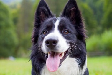 Kenar kömür ocağı hayvan sürüsü köpek doğurmak