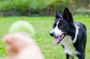 Kenar kömür ocağı hayvan sürüsü köpek doğurmak