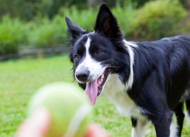 Kenar kömür ocağı hayvan sürüsü köpek doğurmak