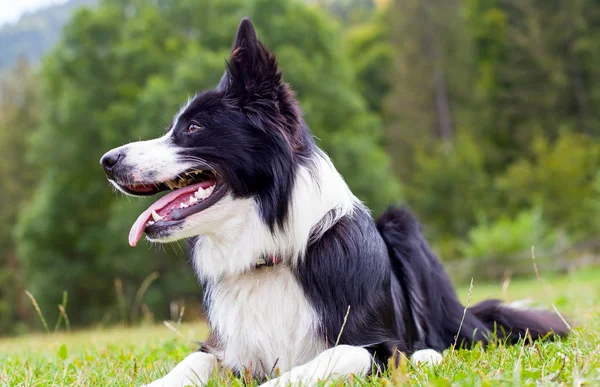 Kenar kömür ocağı hayvan sürüsü köpek doğurmak