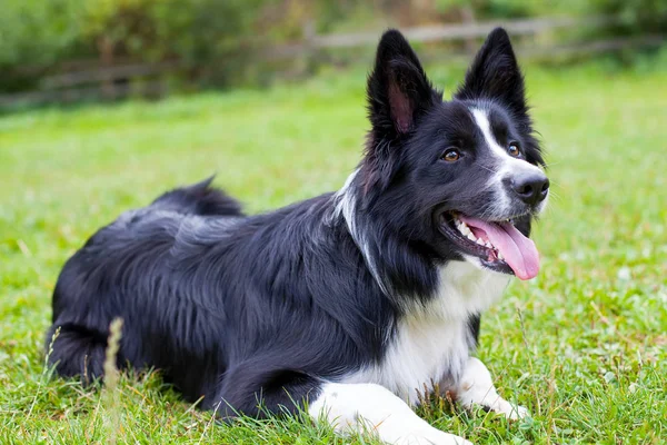 Kenar kömür ocağı hayvan sürüsü köpek doğurmak