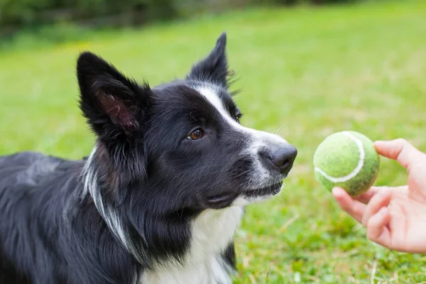 Borda collie pastoreio raça cão — Fotografia de Stock