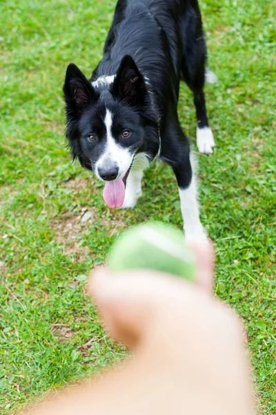 Kenar kömür ocağı hayvan sürüsü köpek doğurmak