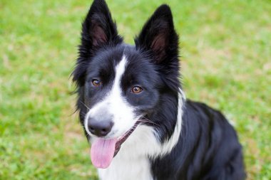 Kenar kömür ocağı hayvan sürüsü köpek doğurmak