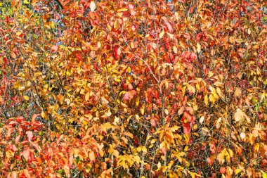 Güzel bir sonbahar kırsal manzara