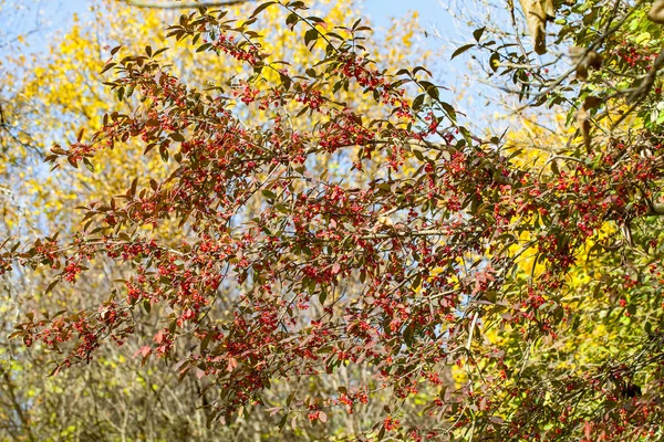 Mooie herfst landelijke scène — Stockfoto