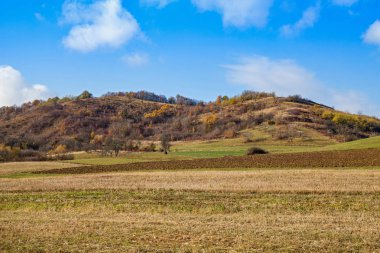 Kuru ağaçlar ve Transilvania gökyüzünde