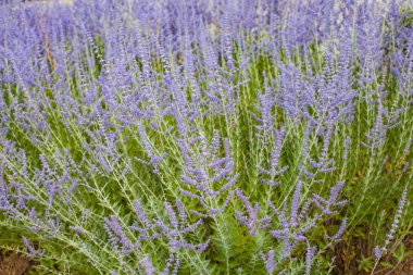 Güzel lavanta bitki