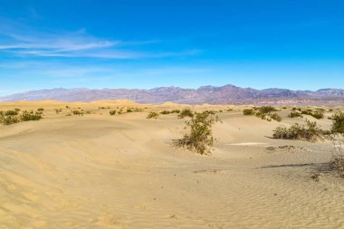 Arizona, çölde bize