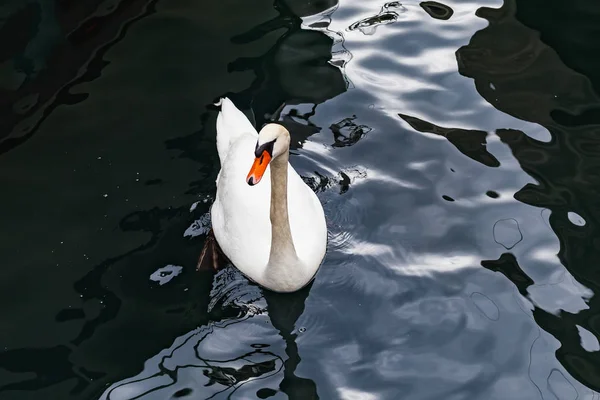 Cigno bianco sul lago — Foto Stock