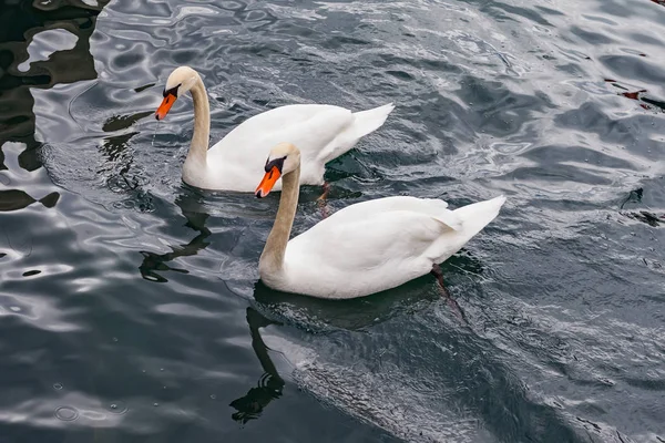 Cigni bianchi sul lago — Foto Stock