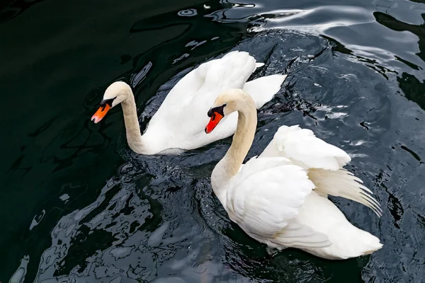Cigni bianchi sul lago — Foto Stock